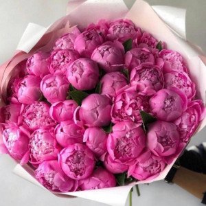 31 малиновый пион с упаковкой
