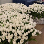 Композиция 1001 тюльпан в корзинах Композиция 1001 тюльпан в корзинах